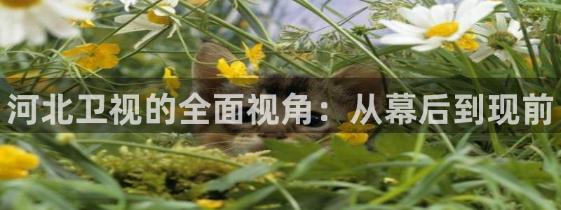 麻豆免费观看高清完整视频播放：河北卫视的全面视角：从幕后到现前